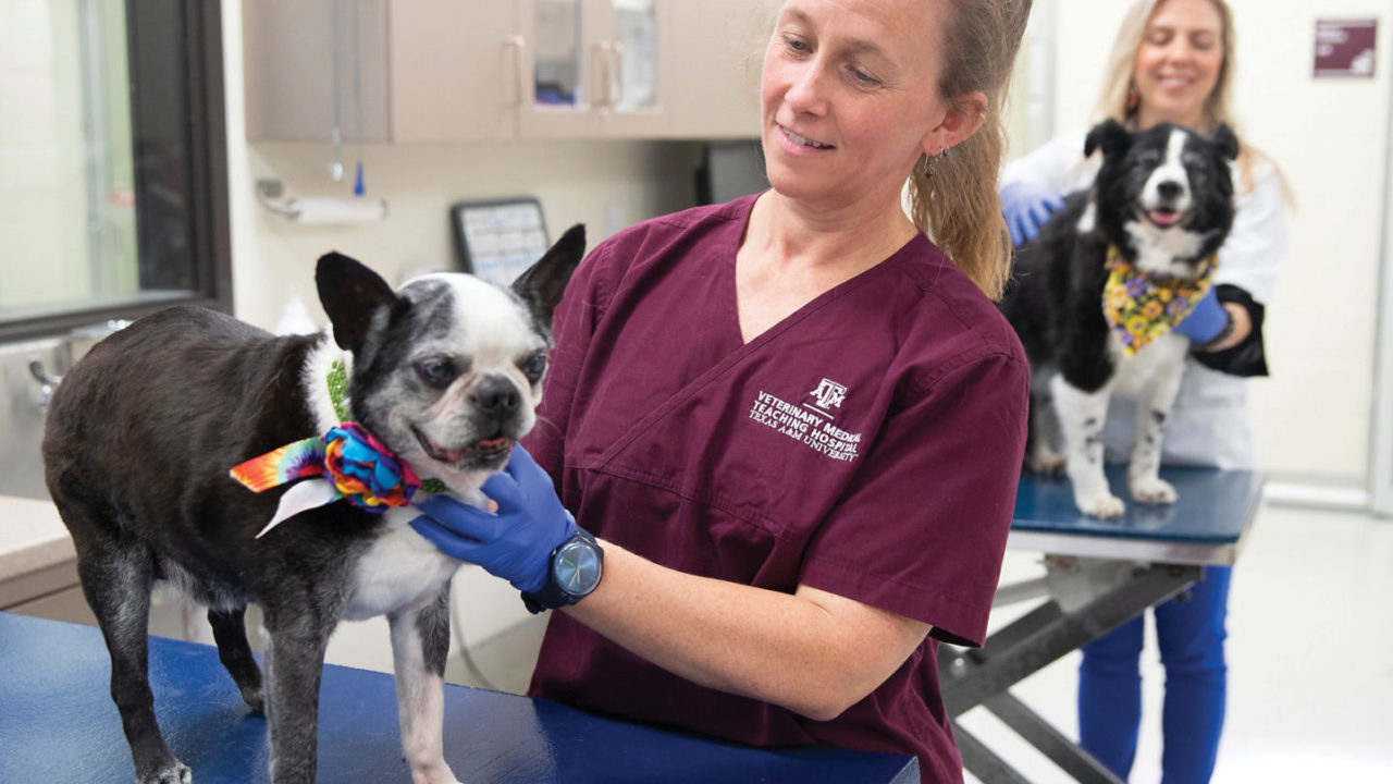 Clinical Trials | Next-Generation Small Animal Teaching & Research Hospital