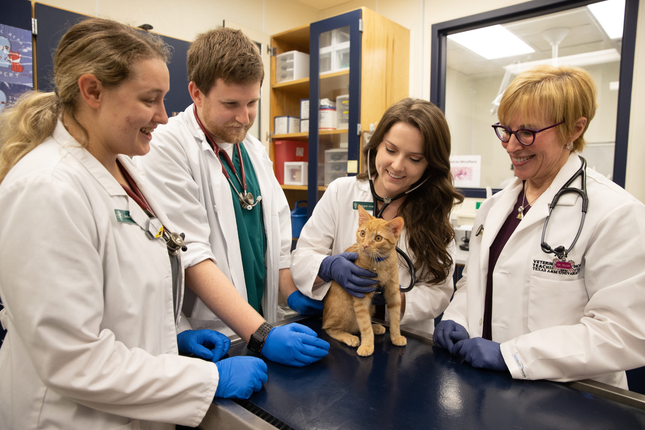 AVMA president and clinical associate professor of telehealth at the small animal teaching hospital, Dr. Lori Teller examines a cat with three dvm students in the primary care service.